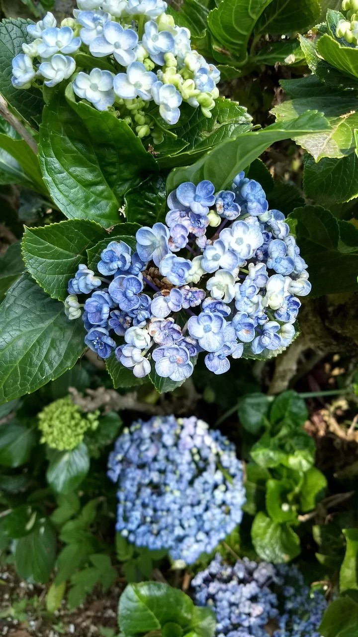 Ooty flowers