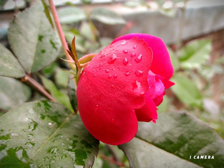 red rose