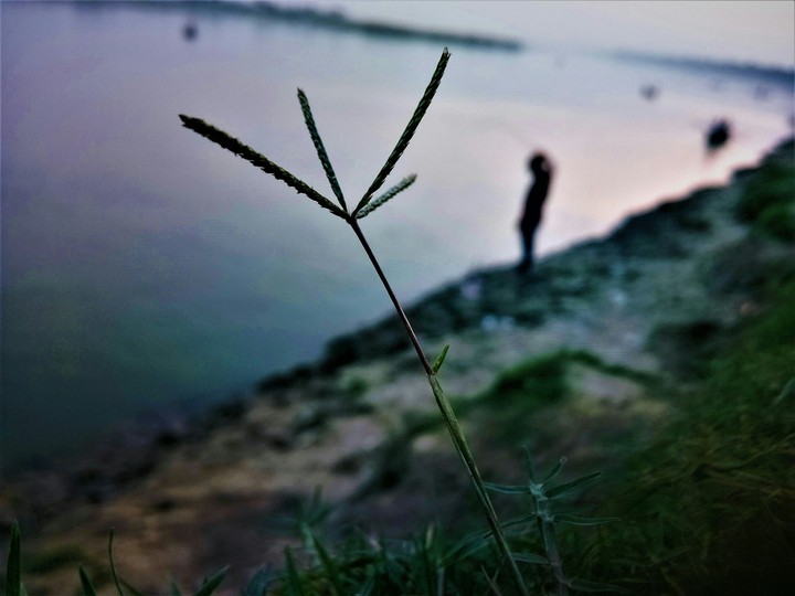 grass
