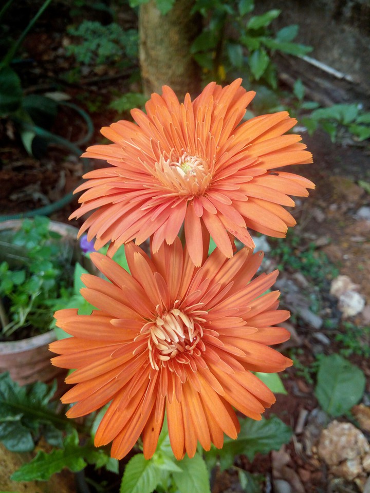 Flower