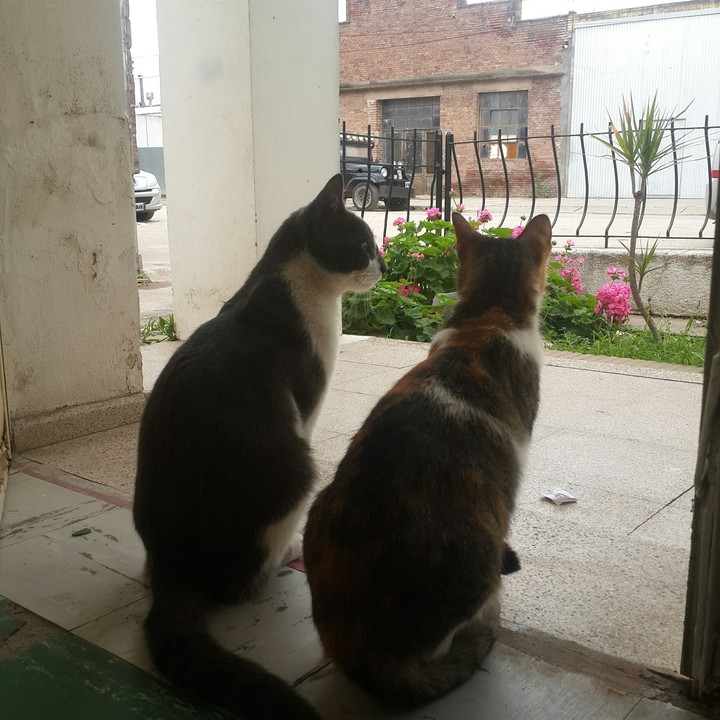 Oliviero & Mini
