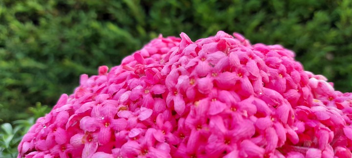pink flower