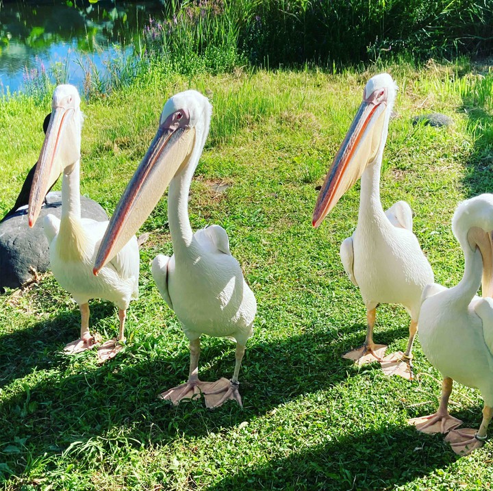 pelican