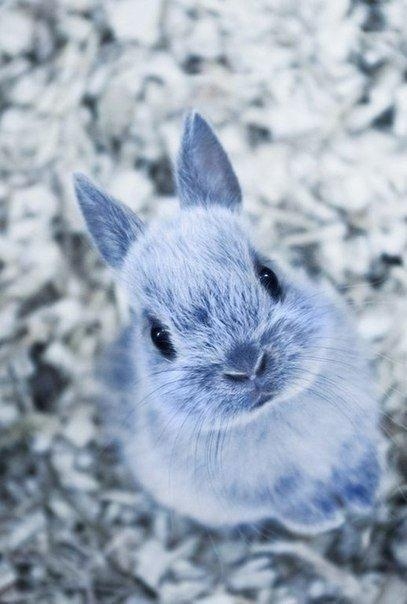 shy bunny