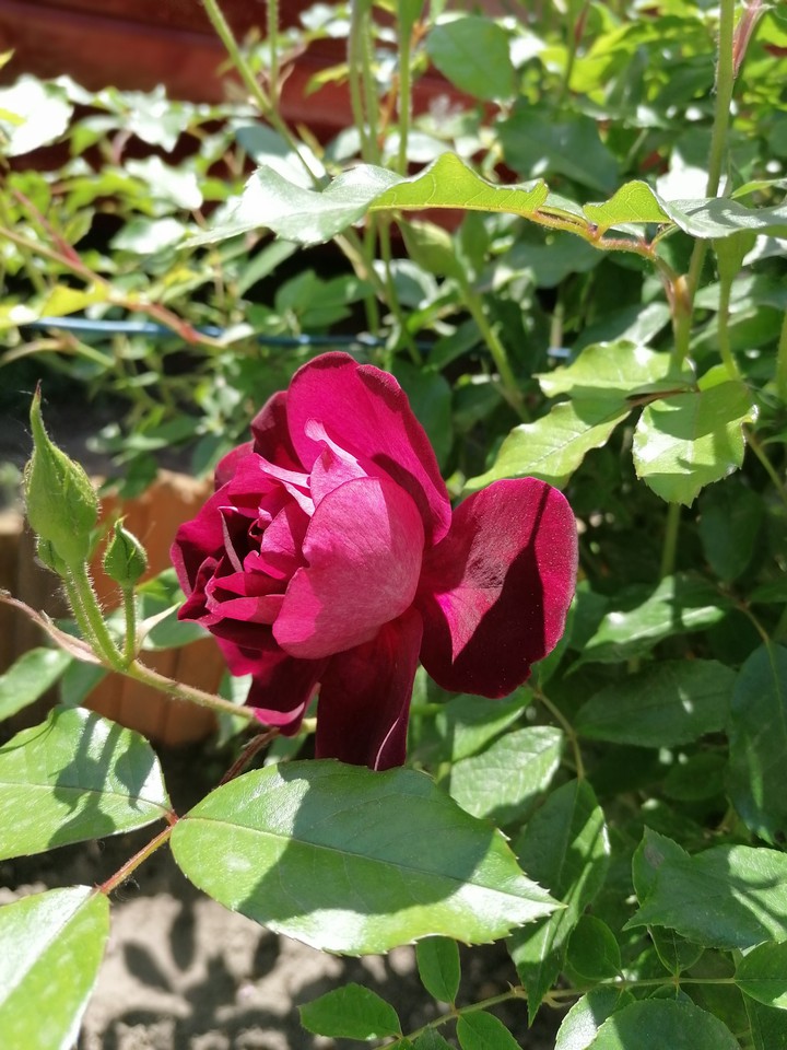 rose