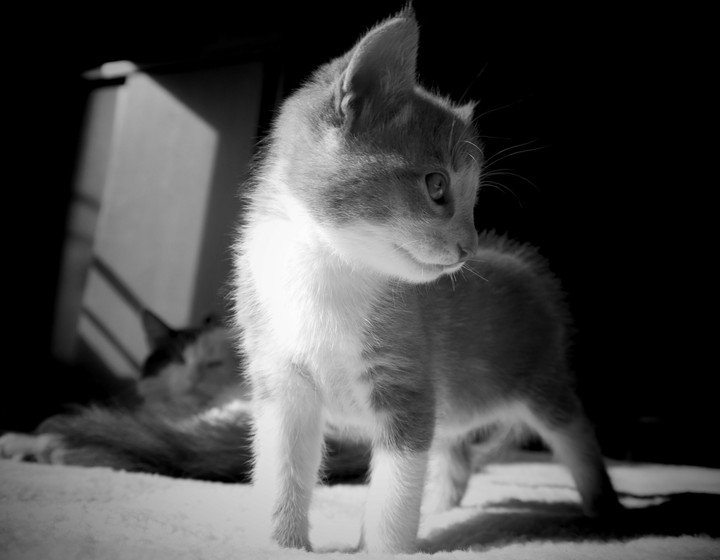 Kitty 0001-010