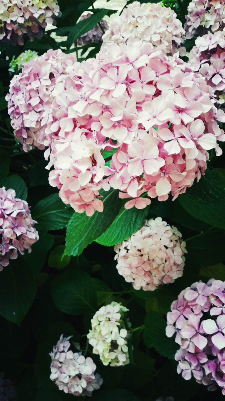 flowers