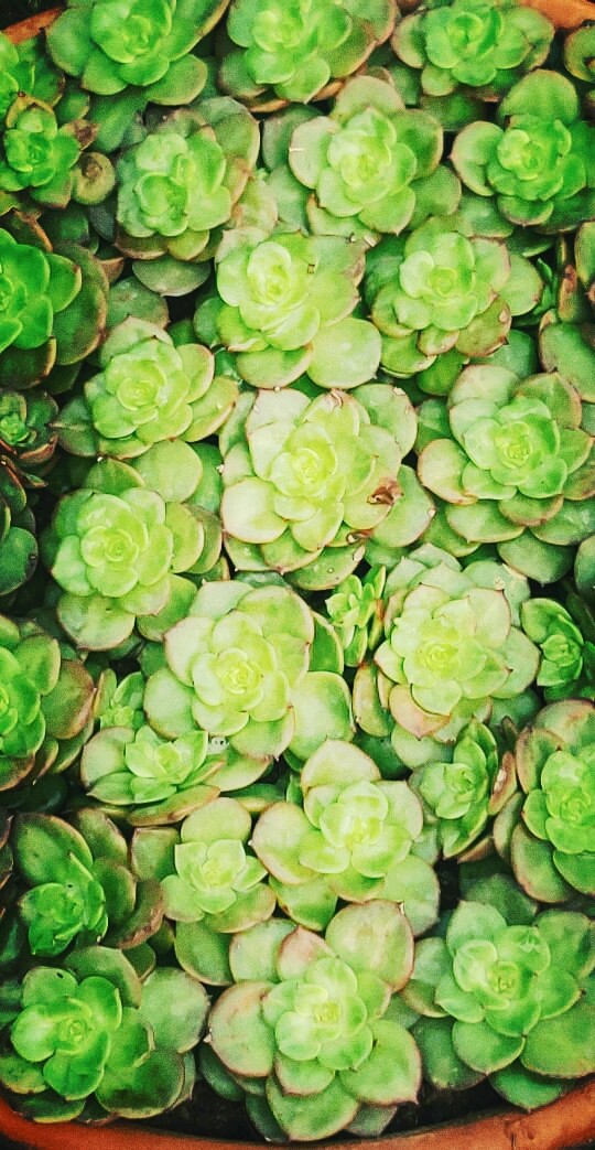 succulents