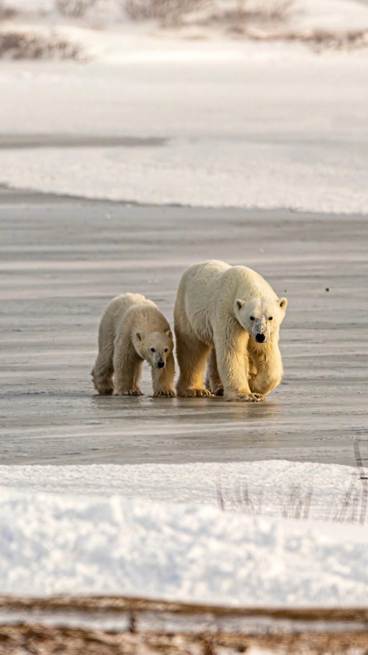 Bear