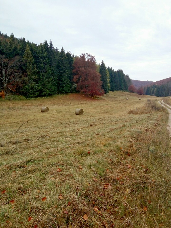 stack of straw,nature,forest