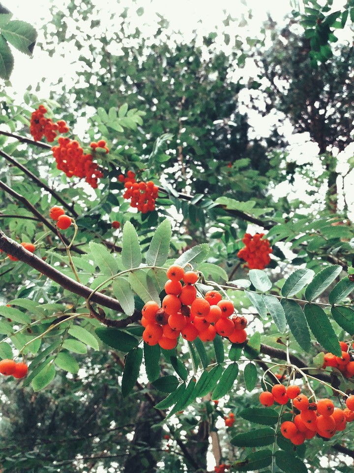 Калина