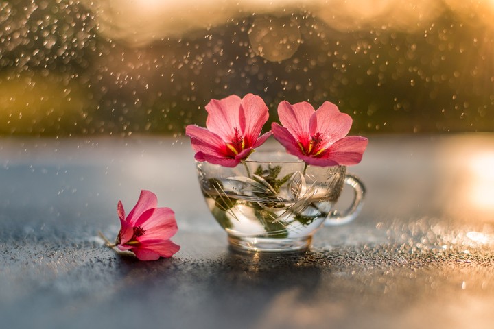 Rainy Flower