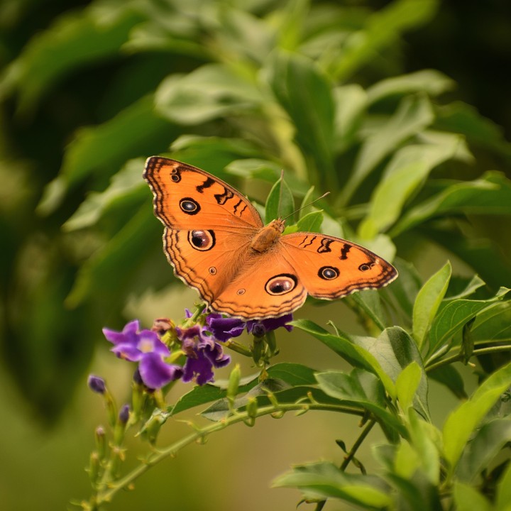 Butterfly