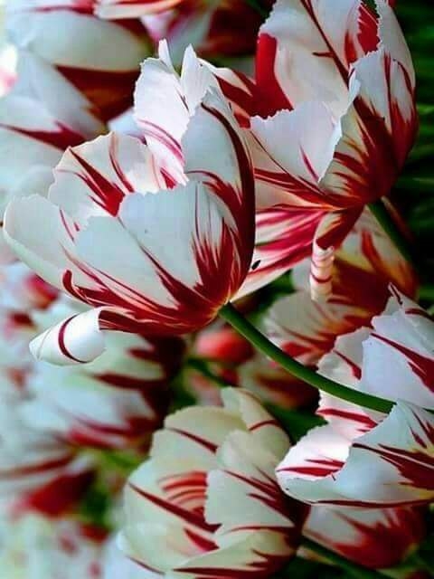 good day my Dear friends ??