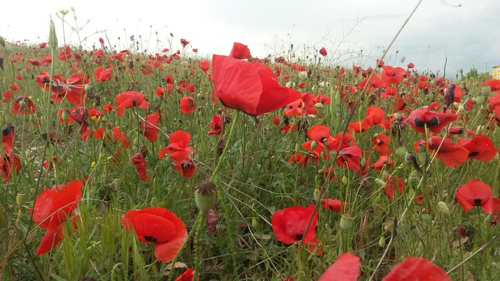 POPPY