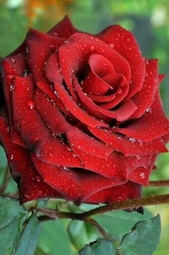Red Rose