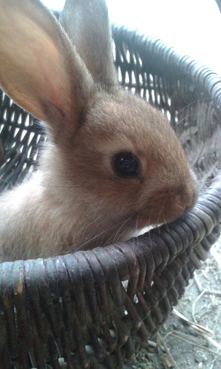 coco style dans le panier