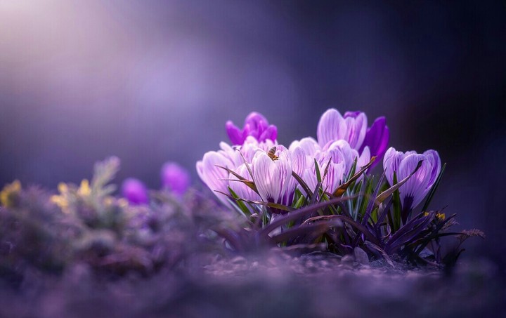 Melody of the Dawn