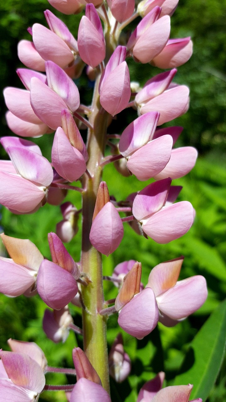 Pink flowers