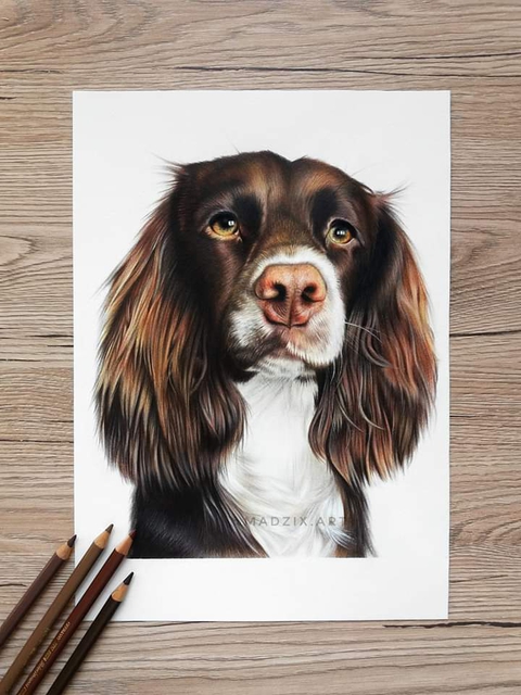 a beautiful dog