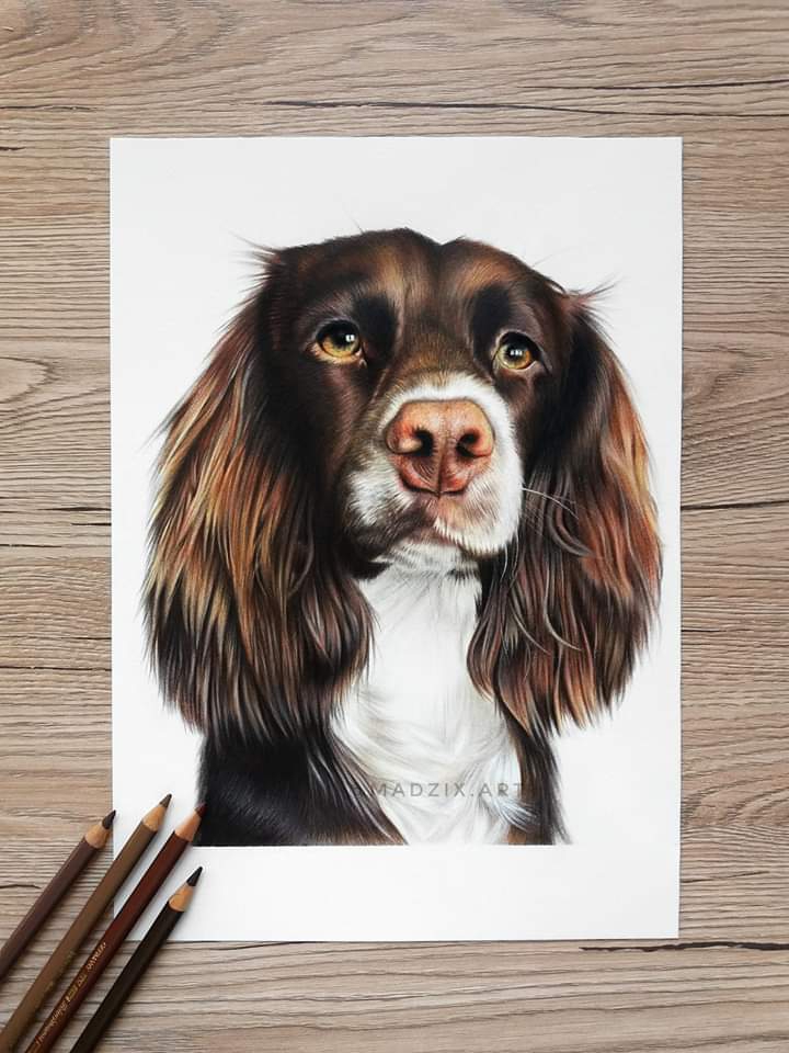a beautiful dog