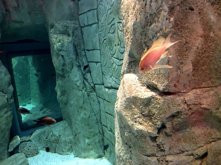 Aquarium