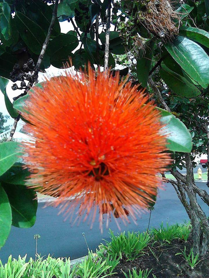 OHIA LEHUA BLOSSOM, KAMUELA HAWAII