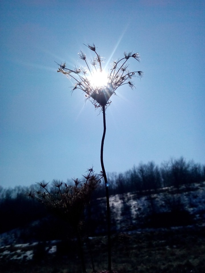 Spring sun in last year's grass