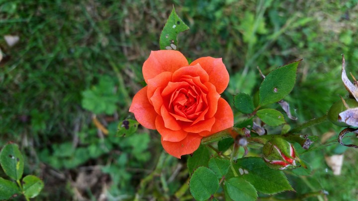 orange