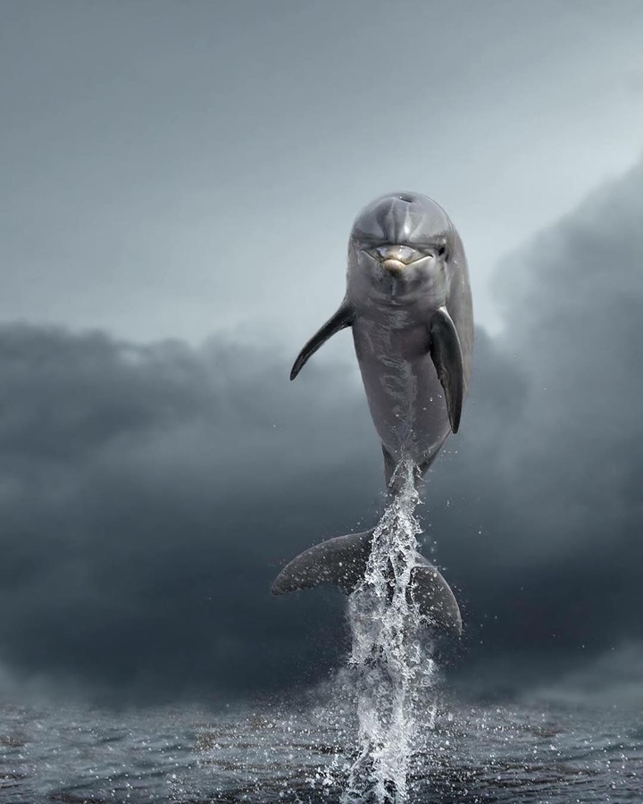 dolfin