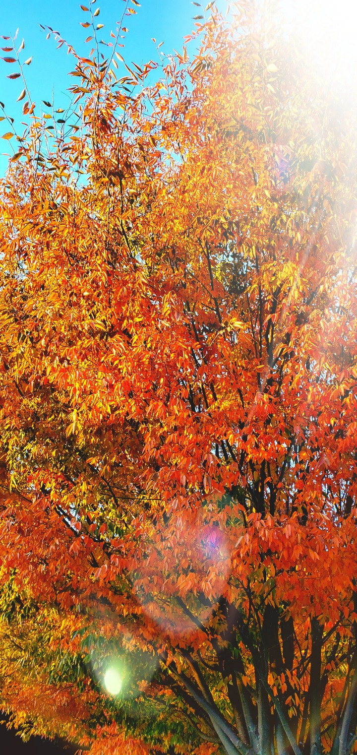 The Seasons
