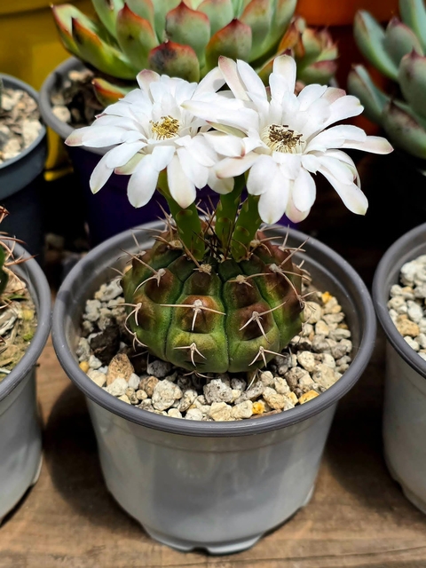 sfondi flowerpot, houseplant
