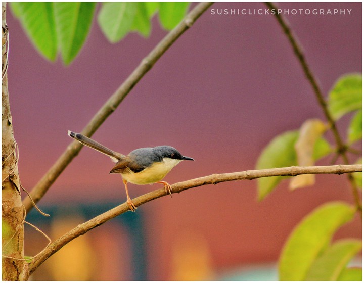 sushiclicksphotography