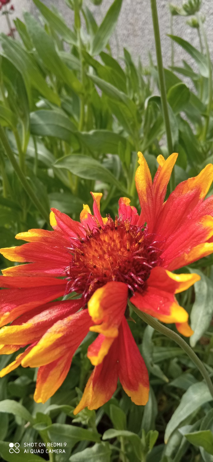 fleure
