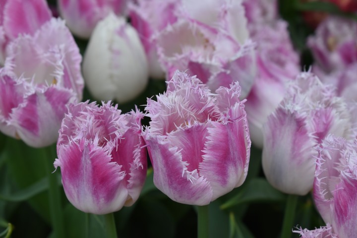 Tulip