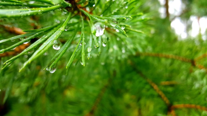 forest green tree