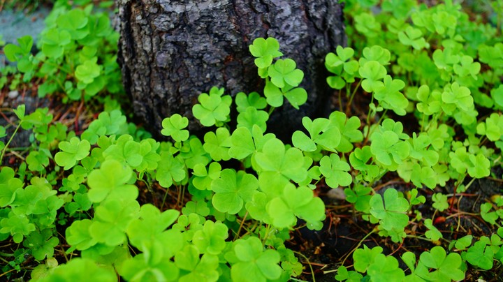 Find your Luck