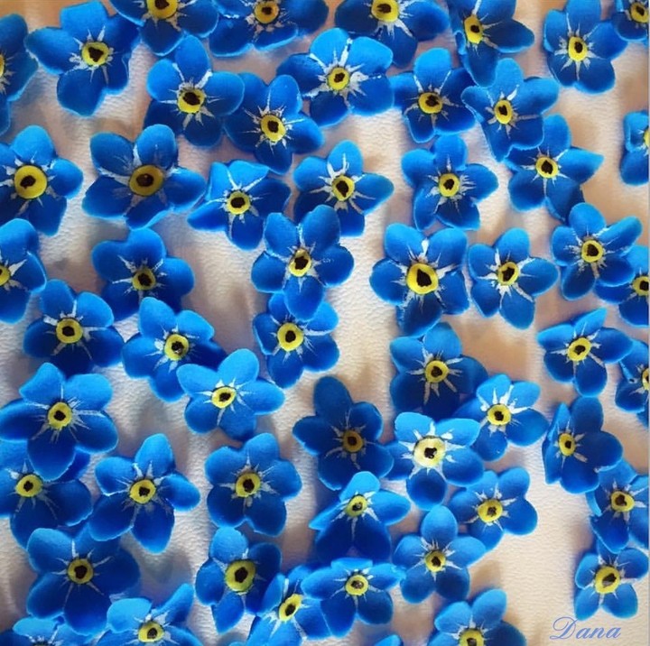 forget-me-not