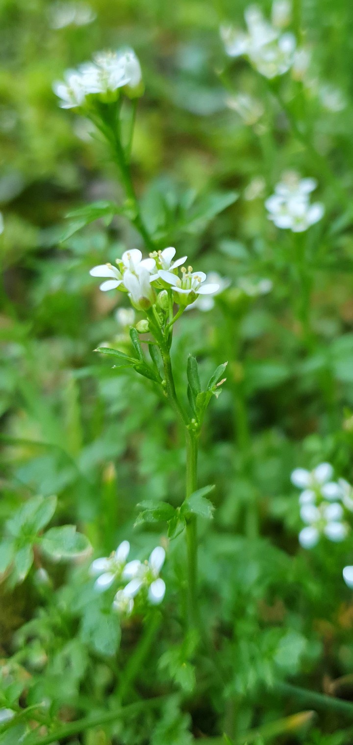 Frühling