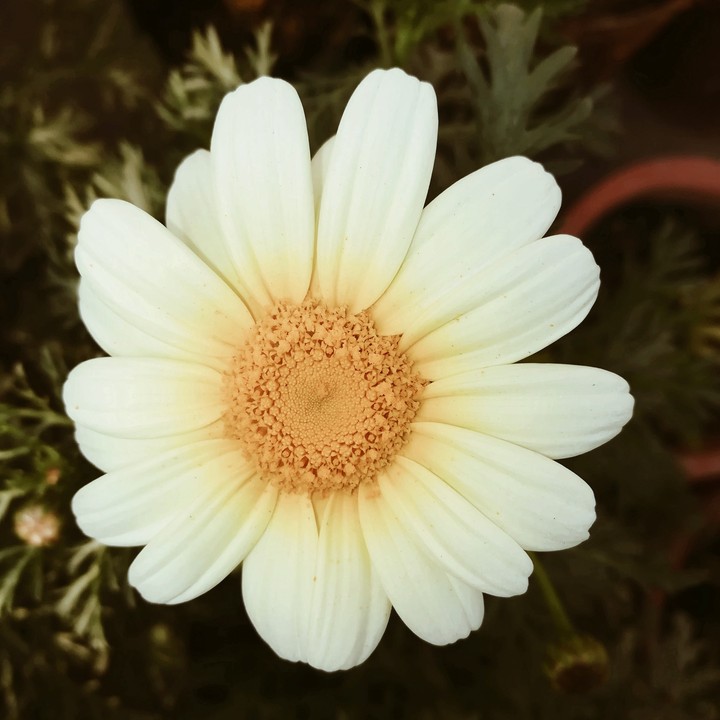 Margaret daisy