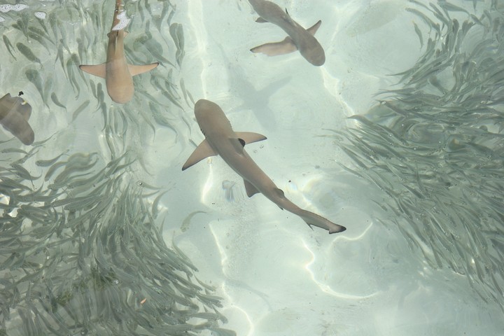 Sea