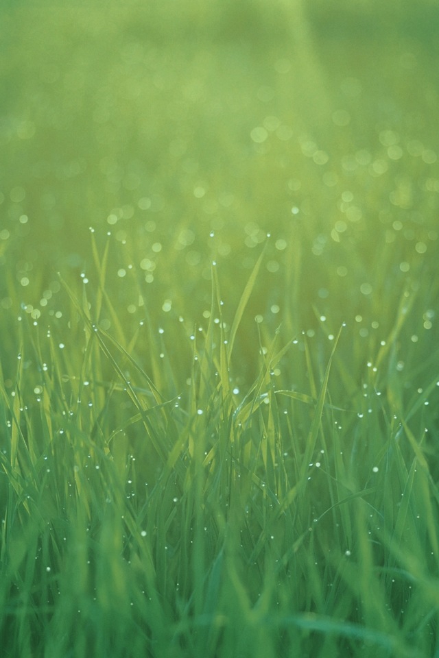 Grass