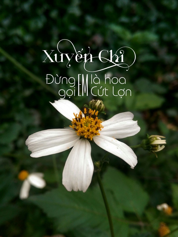 Xuyến chi