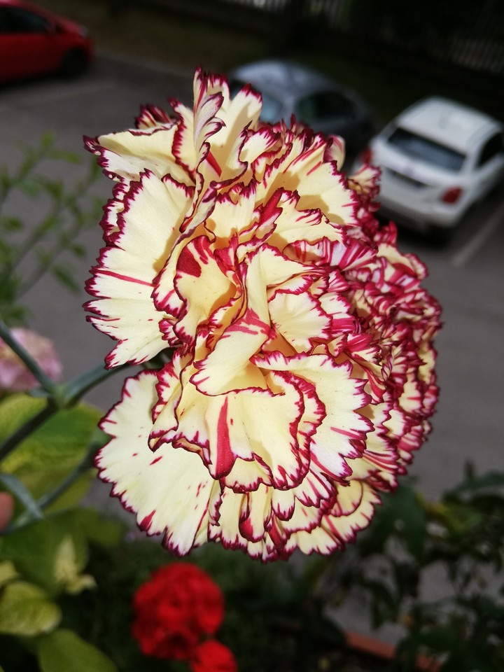 flowers
