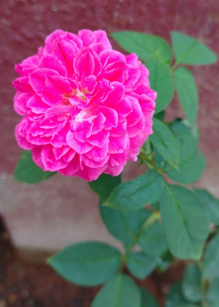 Pink Rose