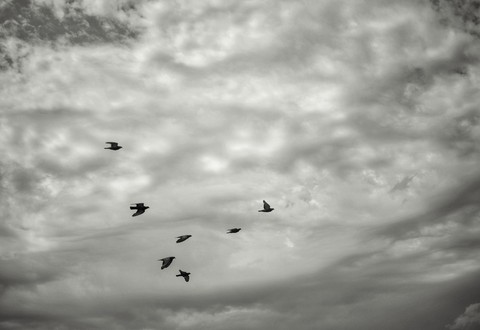 birds