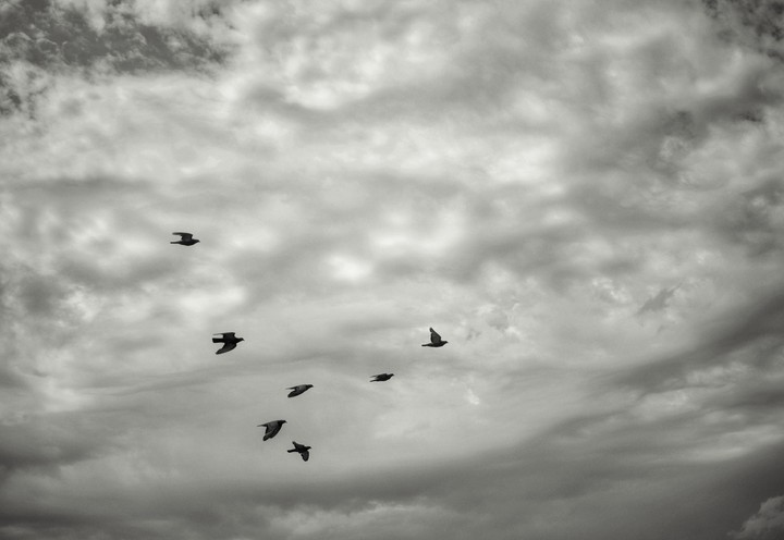 birds