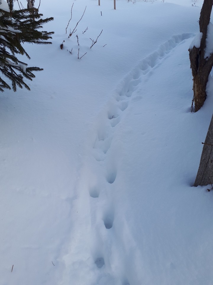 тропка кота