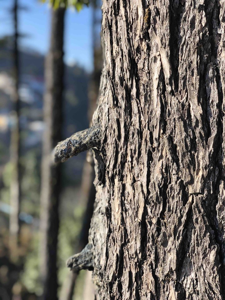 BARK