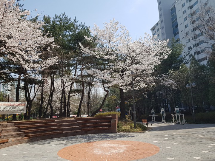 벚꽃길